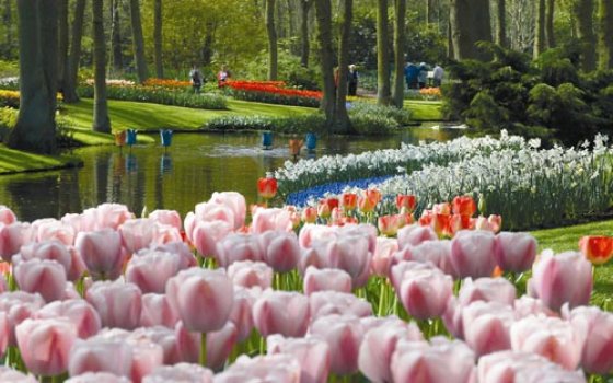 荷兰旅游：郁金香，风车王国荷兰之旅,欧洲,欧洲网