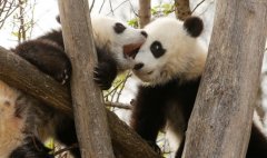 奥地利维也纳美泉宫动物园双胞胎大熊猫宝宝福伴和福凤亮相
