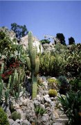 摩纳哥旅游景点:JardinExotique热带植物园大道上的热带植物园和溶洞