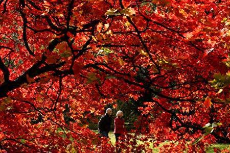 韦斯顿柏植物园Westonbirt Gloucestershire:英国秋季赏枫最热门景点,欧洲,欧洲网