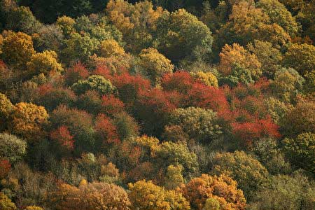韦斯顿柏植物园Westonbirt Gloucestershire:英国秋季赏枫最热门景点,欧洲,欧洲网