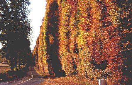 MeikleourBeechHedges:世界上最高的灌木篱笆墙-英国佩思郡Meikleour,欧洲