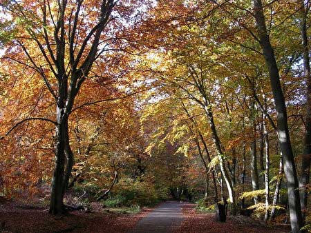 伯纳姆Burnham Beeches-离英国伦敦25英里的原始森林-英国伯纳姆森林,欧洲
