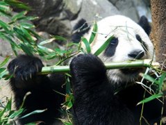 英国爱丁堡动物园Edinburgh Zoo-英国唯一能看到大熊猫和考拉的地方