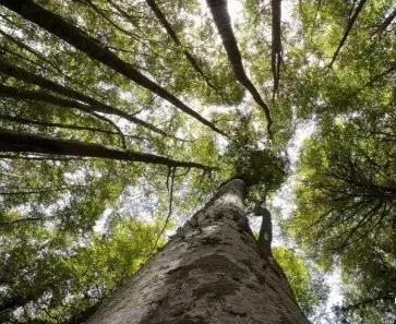 意大利2017年新增的世界遗产：威尼斯共和国的防御工事及原始山毛榉林,欧洲,欧洲网