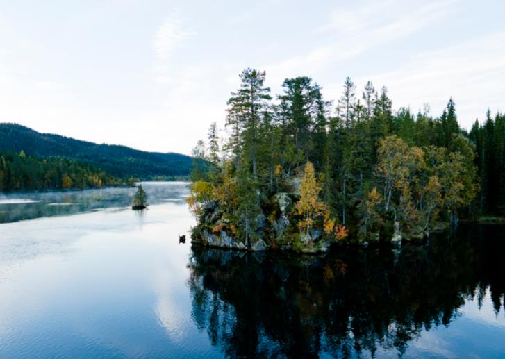 挪威博尔格Børgefjell国家公园-挪威的森林-北极狐栖息地,欧洲