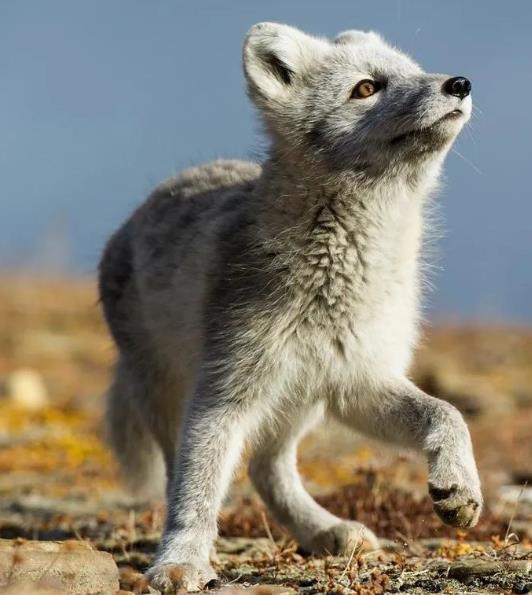 挪威博尔格Børgefjell国家公园-挪威的森林-北极狐栖息地,欧洲,欧洲网