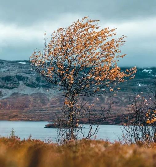 挪威博尔格Børgefjell国家公园-挪威的森林-北极狐栖息地,欧洲,欧洲网