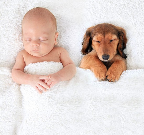 美国Boredpanda网:法国斗牛犬和婴儿熟睡照 狗狗陪伴不易患感冒,欧洲,欧洲网